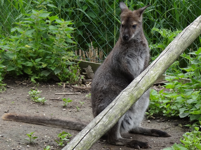 Bennett wallaby